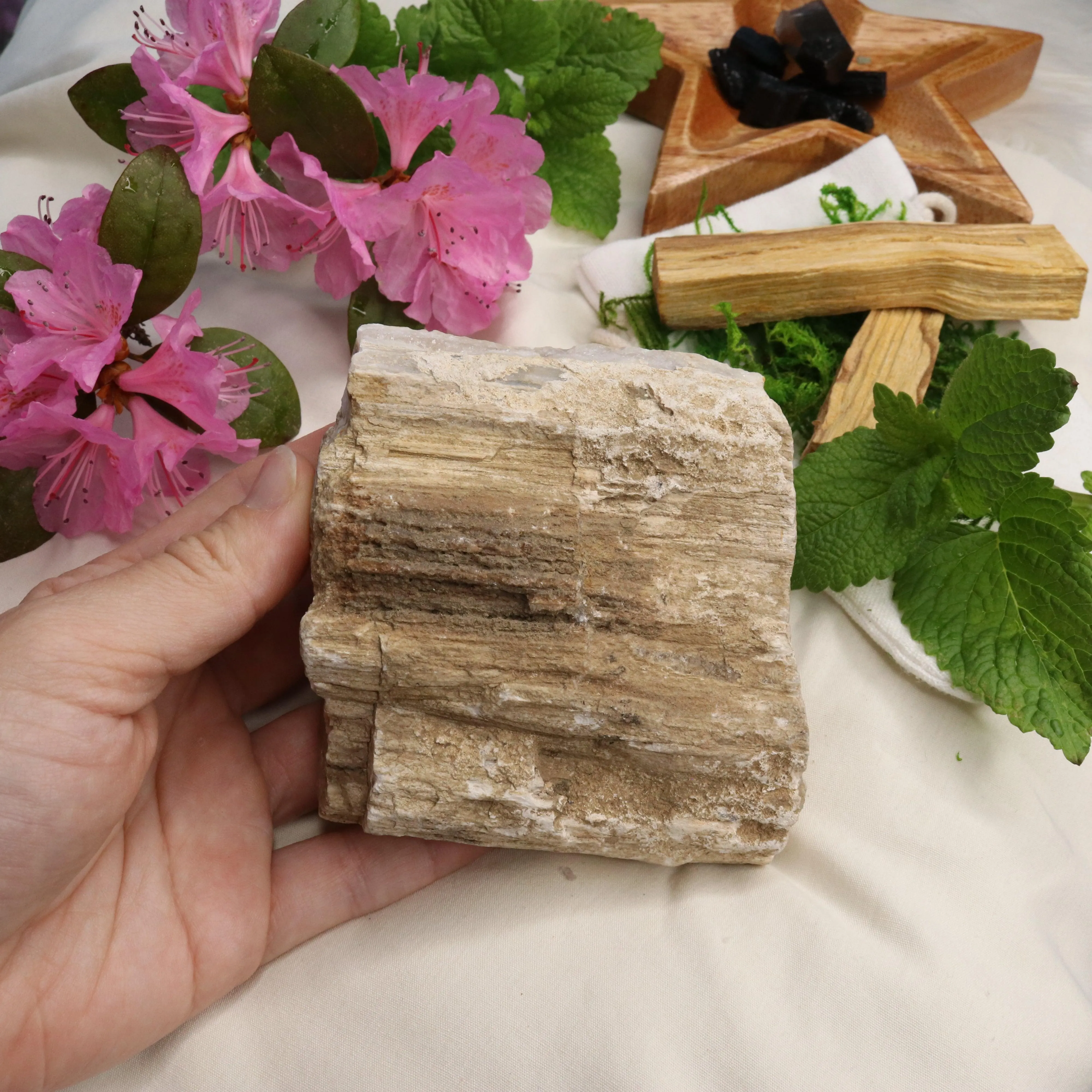 Natural Petrified Wood Specimen ~ Earthy Grounding Energy