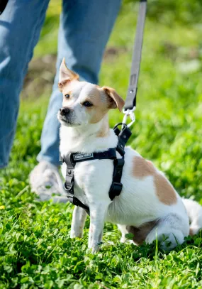 Peloton x Canada Pooch Waterproof Leash