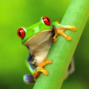 Red-eyed tree frog